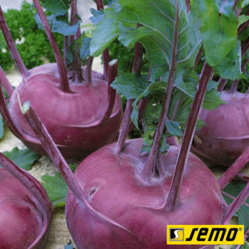Бланкит семена капусты кольраби (Semo)