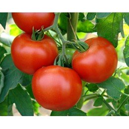 Шарлотта F1 семена помидора индетерминантного (Hazera)