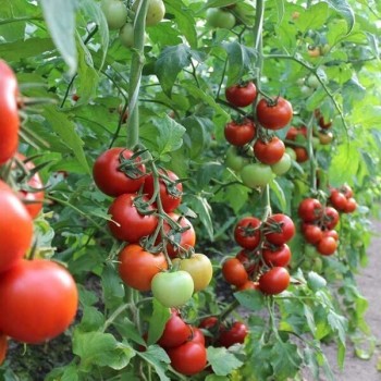 Гродненая F1 семена помидора индетерминантного (Syngenta)