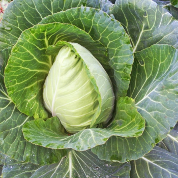 Сердце крупного быка семян капусты конической (GL Seeds)