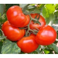 Мобіл насіння помідора детермінантного (Lark Seeds)