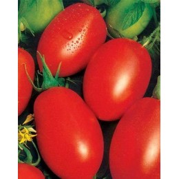 СХД 265 F1 (CXD 265 F1) семена помидора детерминантного (Lark Seeds)