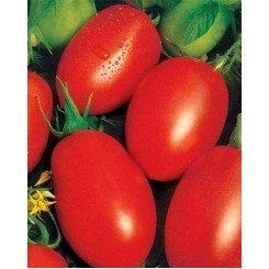 СХД 265 F1 (CXD 265 F1) насіння помідора детермінантного (Lark Seeds)