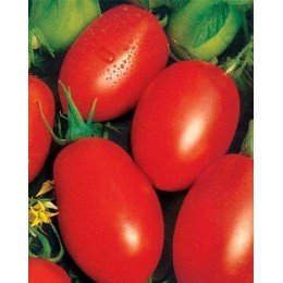СХД 265 F1 (CXD 265 F1) семена помидора детерминантного (Lark Seeds)