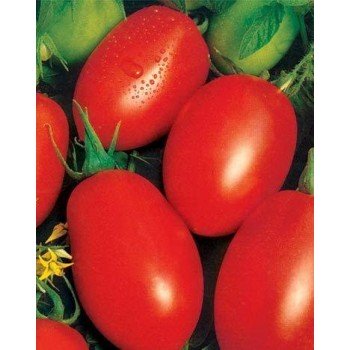 СХД 265 F1 (CXD 265 F1) семена помидора детерминантного (Lark Seeds)