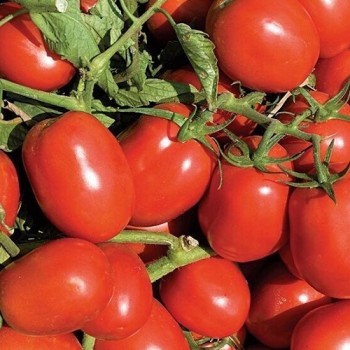 Литтано F1 семена помидора детерминантного (Clause)