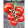 ЦРХ 78713 F1 (CRX 78713 F1) семена помидора индетерминантного (Cora Seeds)