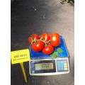 ЦРХ 78713 F1 (CRX 78713 F1) семена помидора индетерминантного (Cora Seeds)