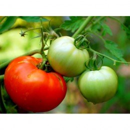 Мараїса F1 насіння помідора детермінантного (Agri Saaten)