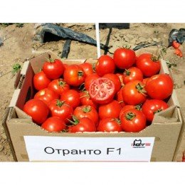 Отранто F1 семена помидора детерминантного (Nunhems)