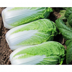 Эндуро F1 (Паркин F1) семена капусты пекинской (Takii Seeds)