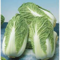 Ямори (КС 340) F1 семена капусты пекинской (Kitano Seeds)