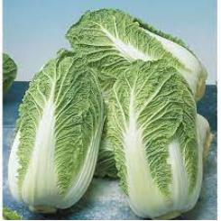 Ямори (КС 340) F1 семена капусты пекинской (Kitano Seeds)