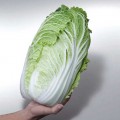 Тенсай (КС 374) F1 семена капусты пекинской (Kitano Seeds)