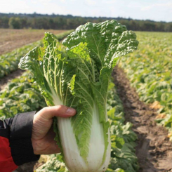Кьюстар F1 семена капусты пекинской (Takii Seeds)