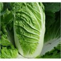 Кьюстар F1 семена капусты пекинской (Takii Seeds)