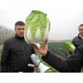 Річі F1 насіння капусти пекінської (Sakata)