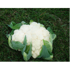 Бригантина F1 семена капусты цветной (Clause)