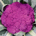 Пурпурная Сицилийская семена капусты цветной (Hortus)