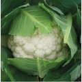 Абени F1 семена капусты цветной (Seminis)