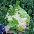 Абени F1 семена капусты цветной (Seminis)