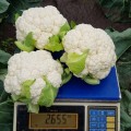 Абени F1 семена капусты цветной (Seminis)