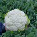 Абени F1 семена капусты цветной (Seminis)