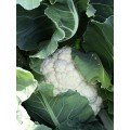 Абені F1 насіння капусти цвітної (Seminis)