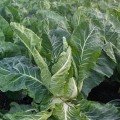 Джава F1 насіння капусти цвітної (Syngenta)