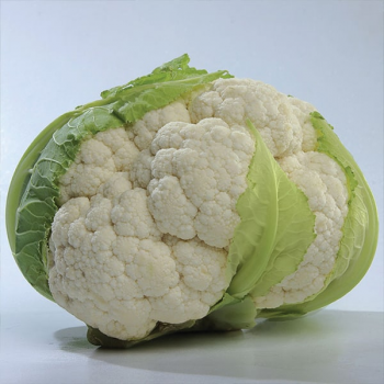 Місора F1 (KS 22 F1) насіння капусти цвітної (Kitano Seeds)
