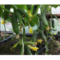 Мірабелл F1 насіння огірка партенокарпічного (Seminis)