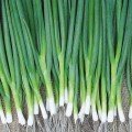 Байа Верде (Baja Verde) семена лука на перо ультрараннего 40 дн. (Seminis)
