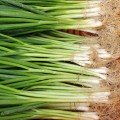 Грин Баннер семена лука на перо (Seminis)
