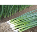 Вулкан семян лука на перо (Kitano Seeds)