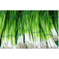 Вулкан семян лука на перо (Kitano Seeds)