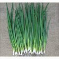 Вулкан насіння цибулі на перо (Kitano Seeds)