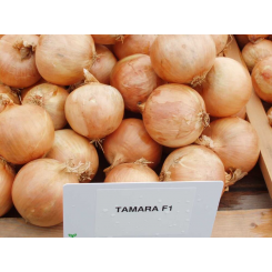 Тамара F1 насіння цибулі ріпчастої жовтої (Bejo)