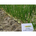 Екстра Ерлі Голд F1 насіння цибулі озимої ріпчастої (United Genetics)