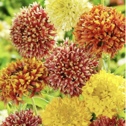 Адвокат Summer Night насіння лоренції (Kitano Seeds)