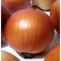 Медуза F1 семян лука репчатого желтого (Takii Seeds)