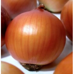 Медуза F1 насіння цибулі ріпчастої жовтої (Takii Seeds)