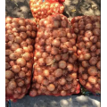 Медуза F1 семян лука репчатого желтого (Takii Seeds)
