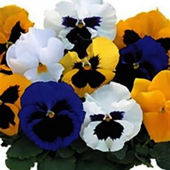 Гамма Formula mix (смесь) семян фиалки (Kitano Seeds)