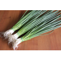 Кими семян лука на перо (Cora Seeds)