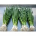 Кімі насіння цибулі на перо (Cora Seeds)