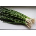 Кими семян лука на перо (Cora Seeds)