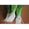 Кімі насіння цибулі на перо (Cora Seeds)