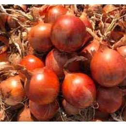 Дункан F1 - лук репчатый, 250 000 семян, Holland Seeds, Голландия