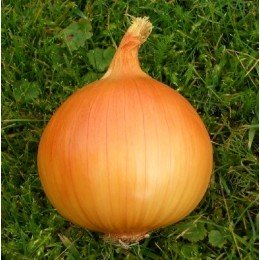 ГС 318 F1 (ОРИГИНАЛ) – лук репчатый, 250 000 семян, Holland Seeds, Голландия