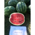 Грин Джар F1 (Green Jar F1) семена арбуза тип кр.св. раннеспелого 60-62 дней 12-14 кг удл.-овал. (Seminis) Грин Джар F1 (Green Jar F1) семена арбуза тип кр.св. раннеспелого 60-62 дней 12-14 кг удл.-овал. (Seminis)